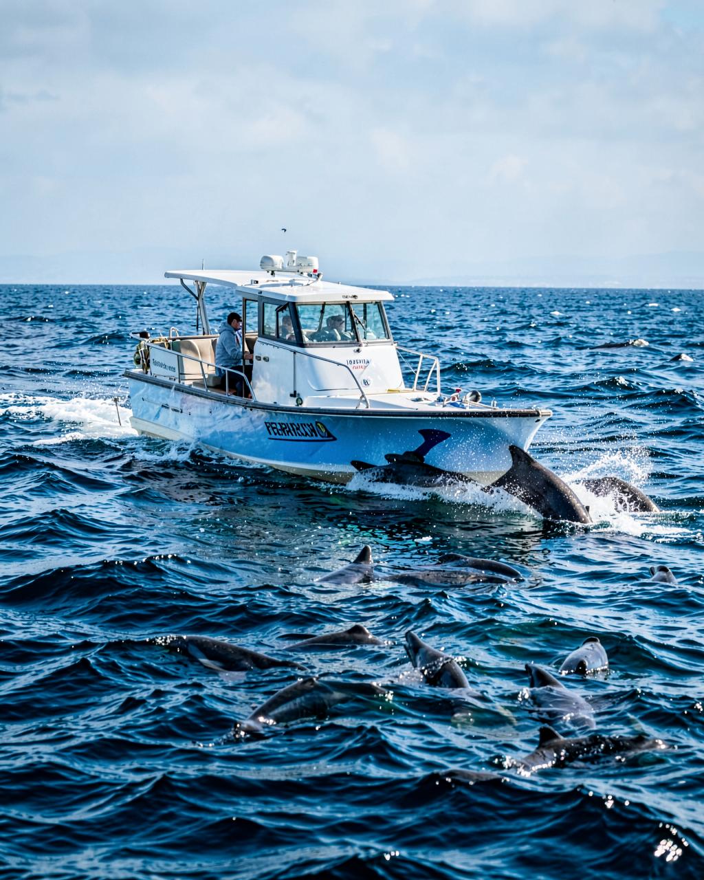 Ocean Wildlife & Boat Excursions — False Bay · Atlantic Seaboard