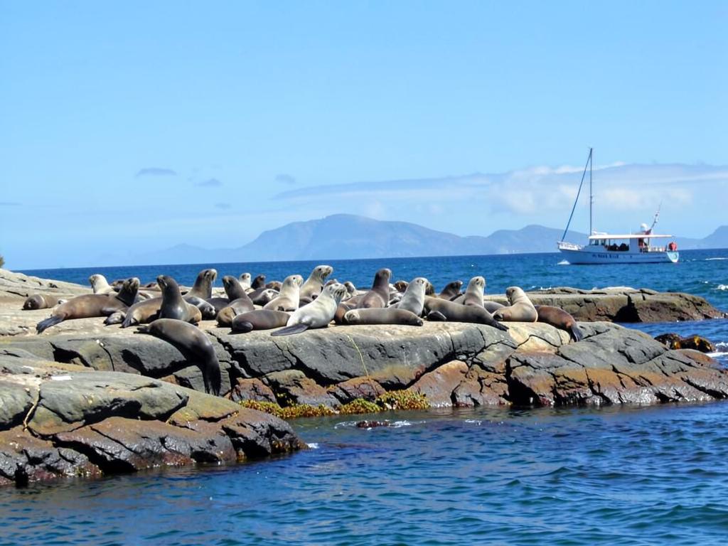 Seal Island Cruise — Hout Bay · Duiker Island